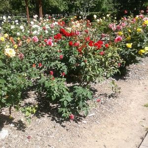 Meet your Posher, Luz